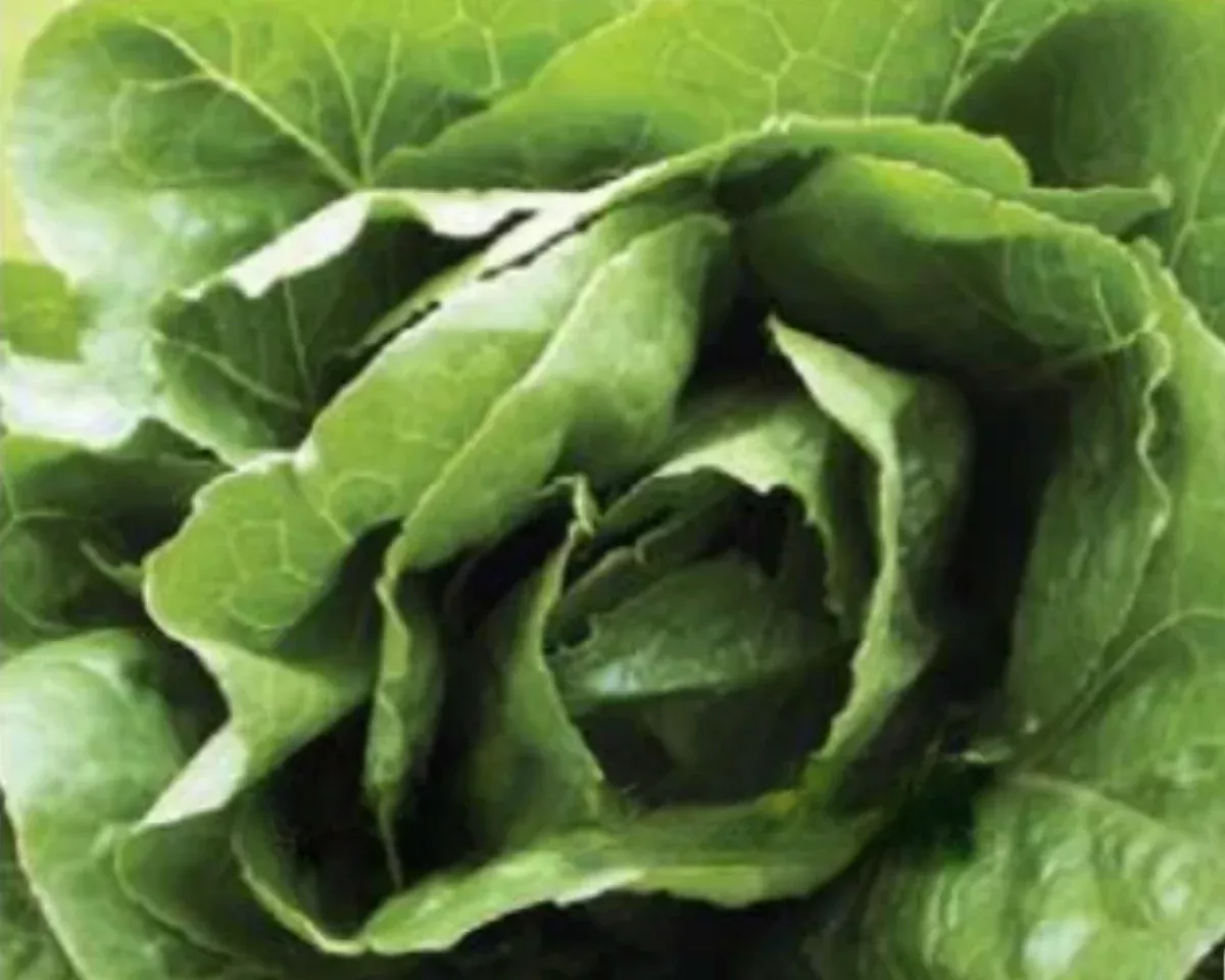 parris-island-lettuce-seeds Parris Island Lettuce Seeds