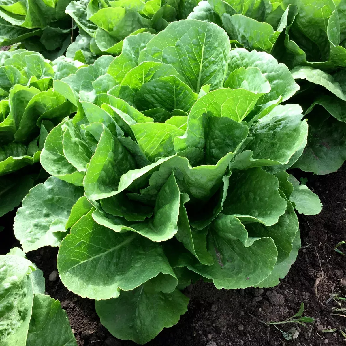 parris-island-romaine-lettuce Parris Island Romaine Lettuce
