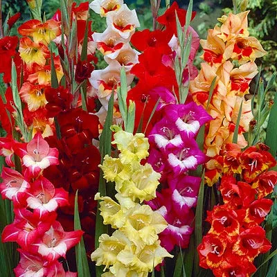 parrot-gladiolus-mix Parrot Gladiolus Mix
