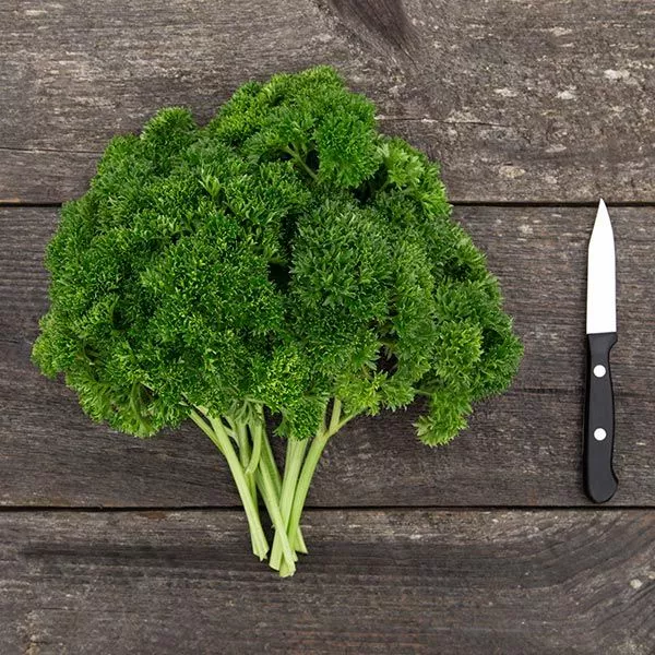 parsley-curly Parsley 'Curly'