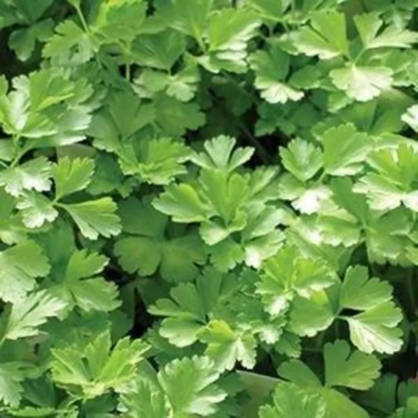 Parsley 'Italian'