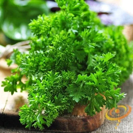 Parsley - Triple Moss Curled seeds