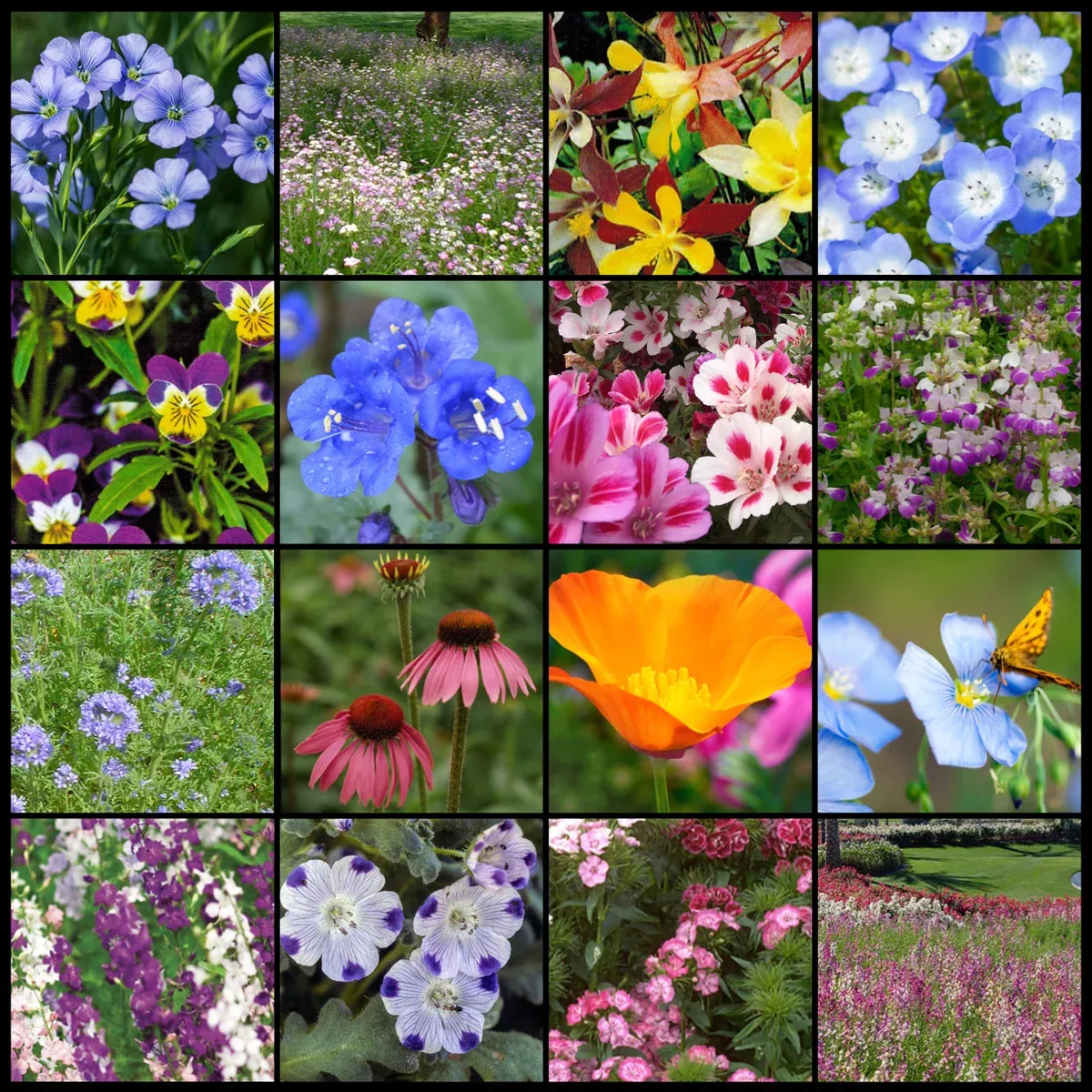 part-shade-wildflower-mixture Part Shade Wildflower Mixture