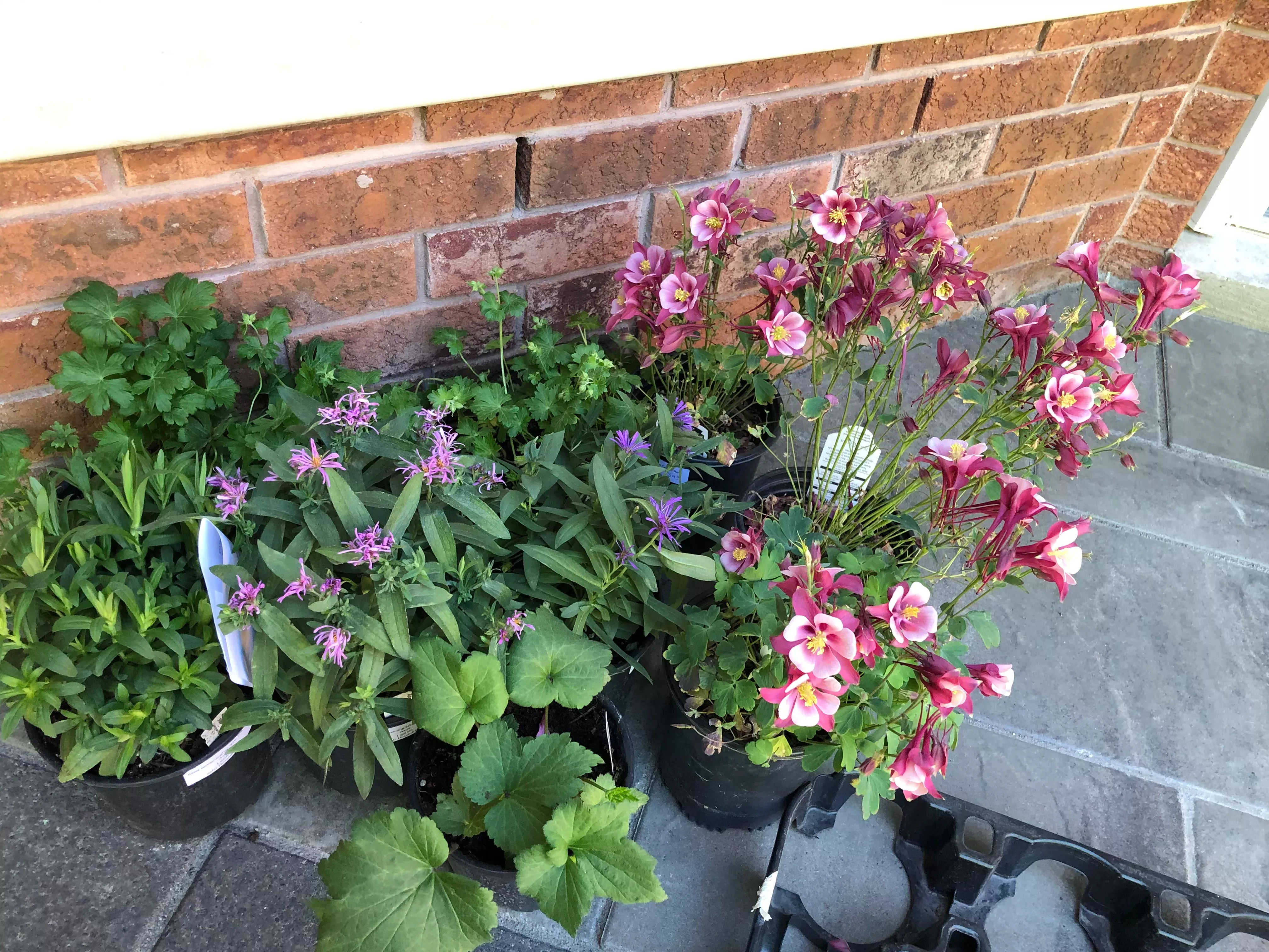 Part Sun Garden Pack