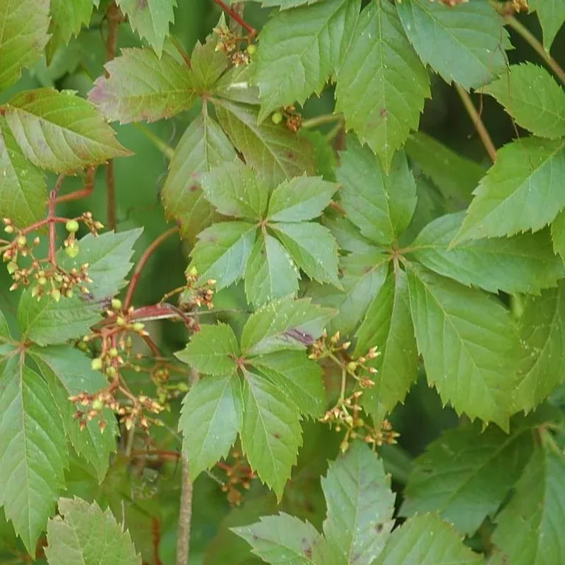 Parthenocissus quinquefolia Virginia Creeper