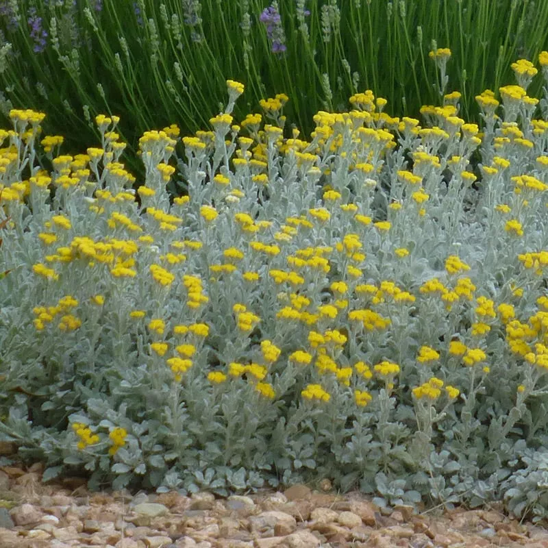 partridge-feather-tanacetum Partridge Feather (Tanacetum)