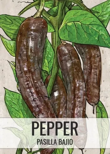 Pasilla Bajio Hot Pepper Seeds For Planting (Capsicum annuum)