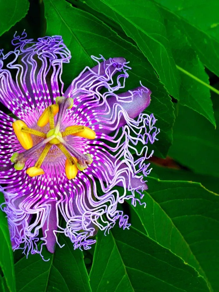 passiflora-pinkpop Passiflora PinkPop™
