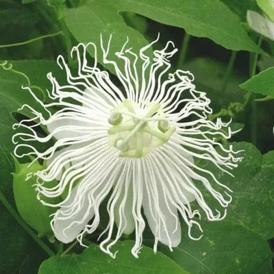 passiflora-snowpop Passiflora SnowPop™