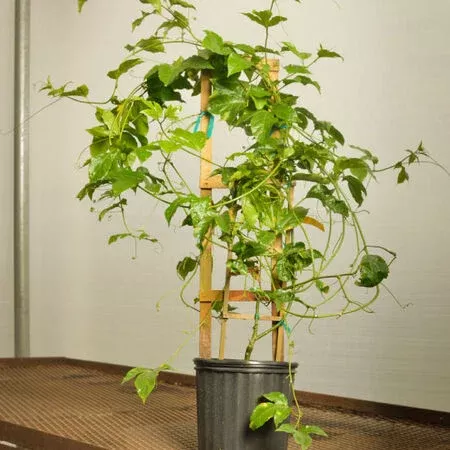 Passion Fruit Passiflora Seed