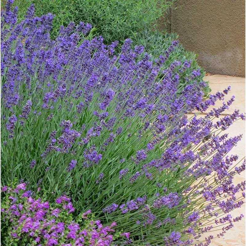 pastor-s-pride-english-lavender Pastor's Pride English Lavender