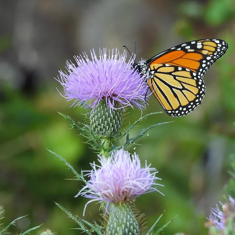 Pasture Thistle Seeds