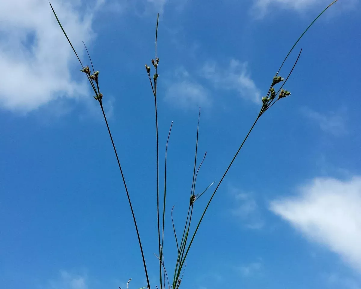 path-rush-seeds-juncus-tenuis Path Rush Seeds (Juncus tenuis)