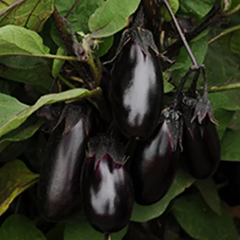 patio-baby-hybrid-eggplant Patio Baby Hybrid Eggplant