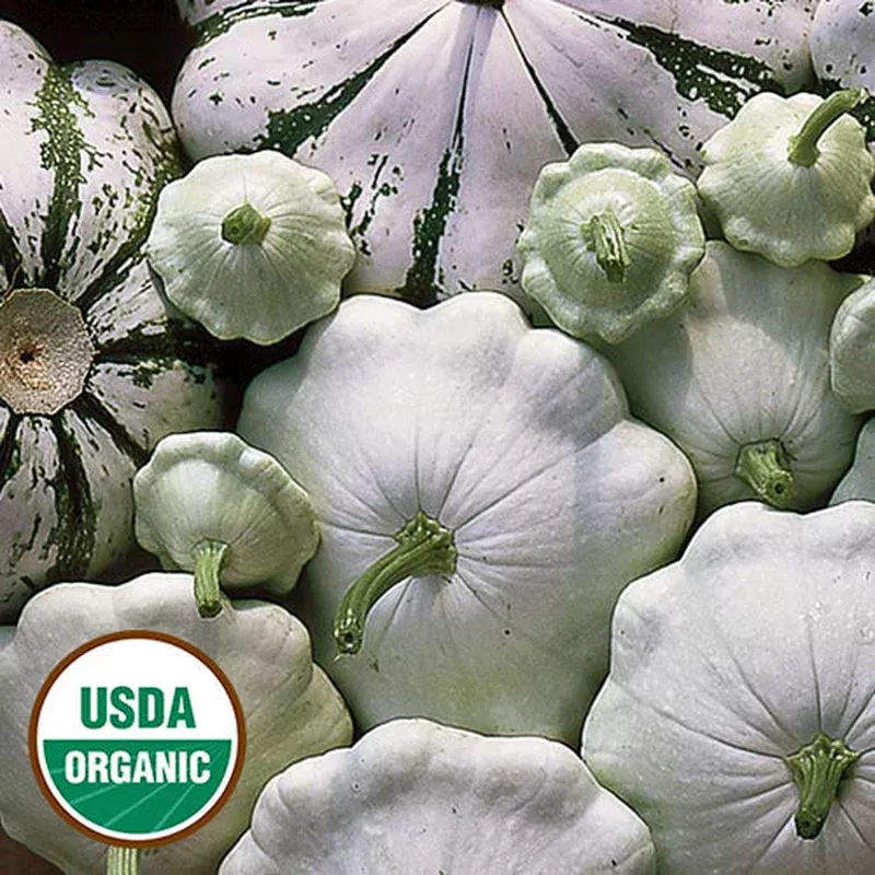 patisson-panache-verte-et-blanc-seeds-organic Patisson Panache Verte et Blanc Seeds, Organic