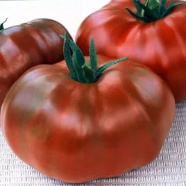 paul-robeson-tomato Paul Robeson Tomato