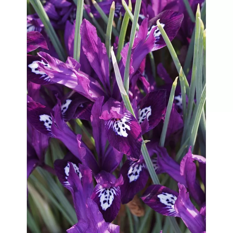 Pauline Dwarf Iris reticulata – 10 bulbs