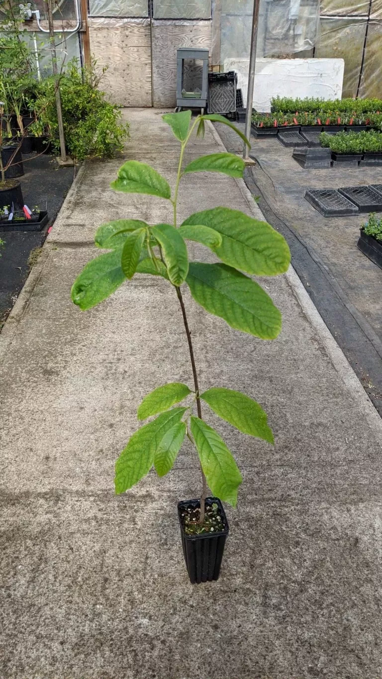 paw-paw-seedling Paw Paw Seedling