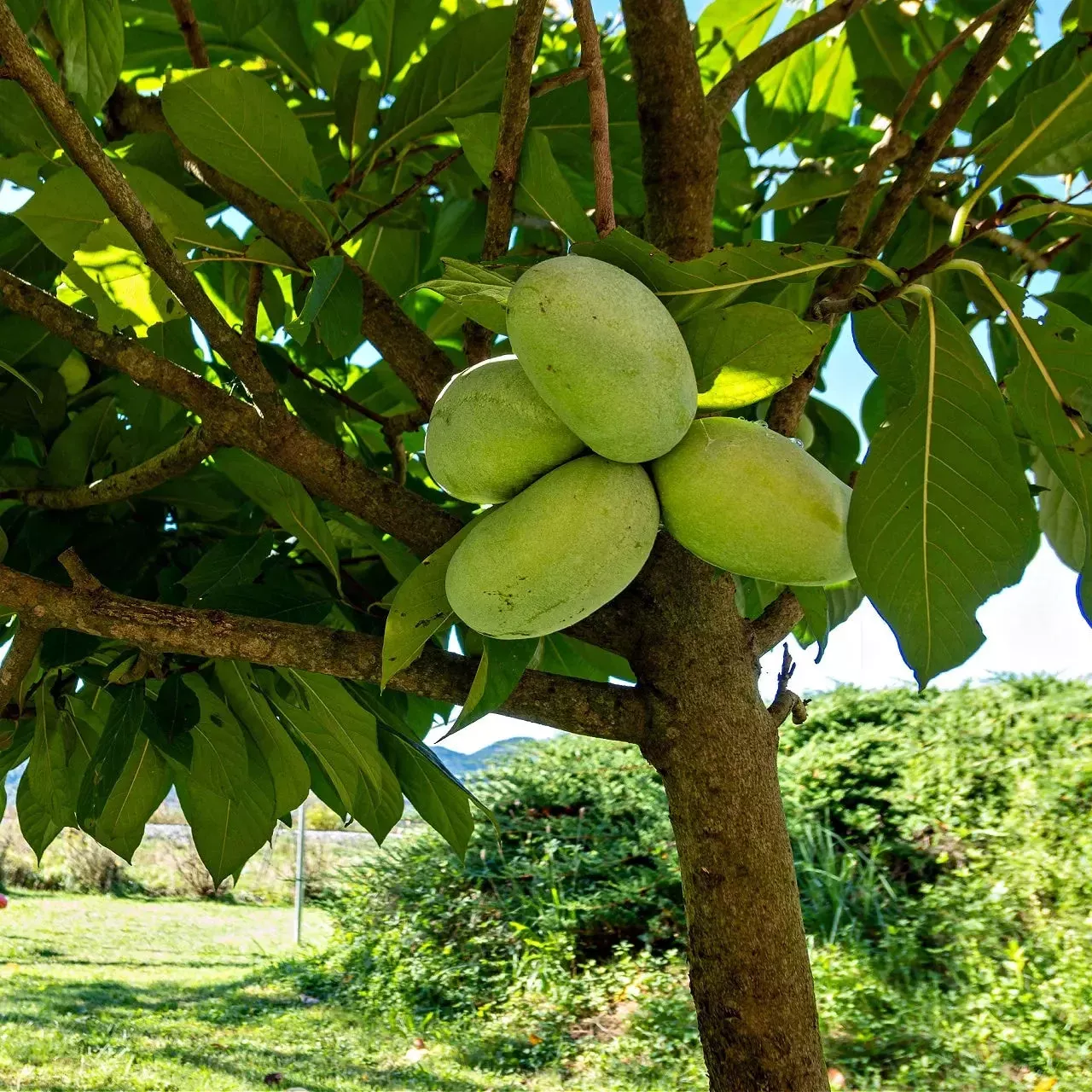 paw-paw-tree Paw Paw Tree