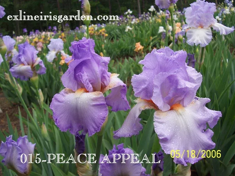 peace-appeal Peace Appeal