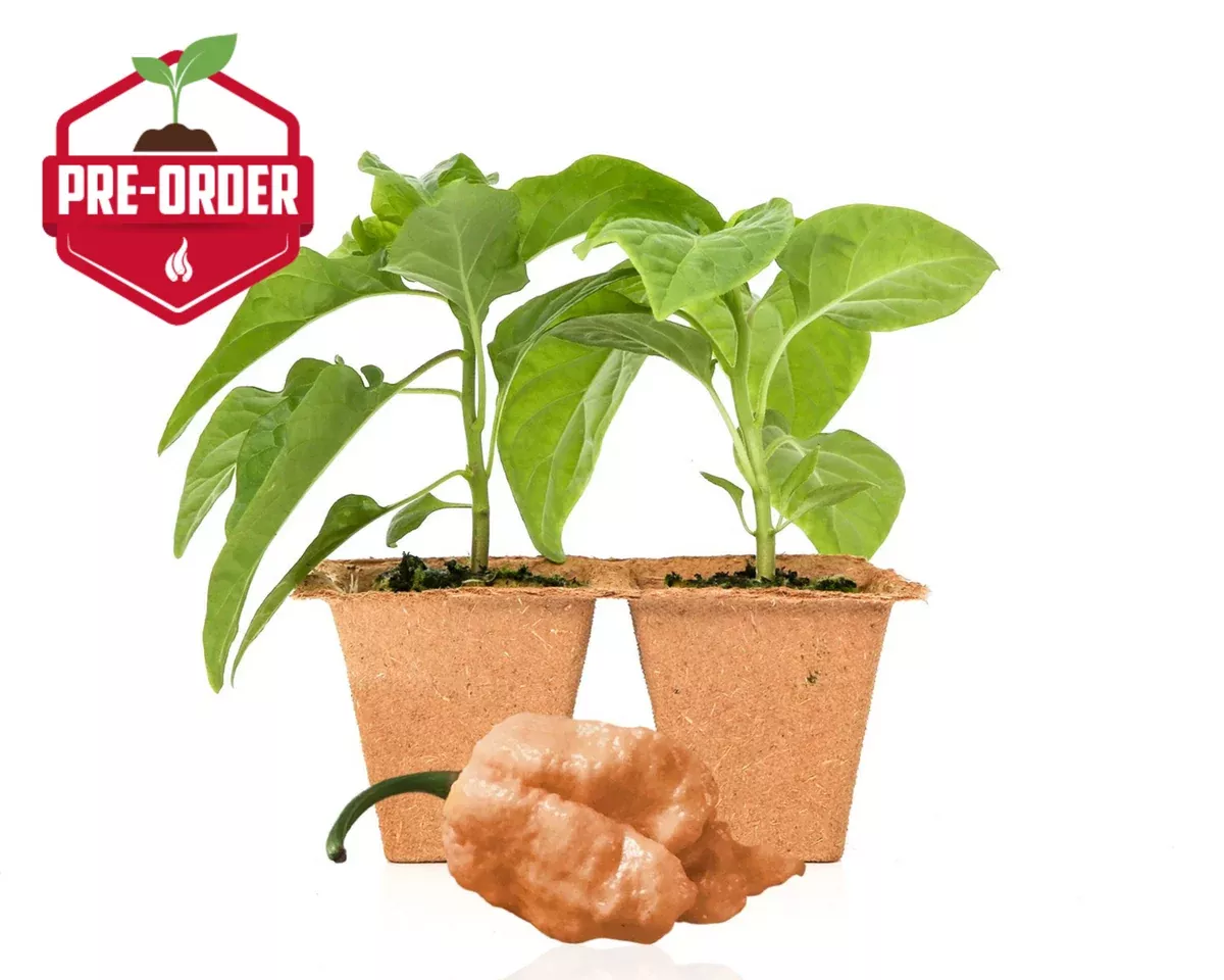 peach-reaper-pepper-plants Peach Reaper Pepper Plants