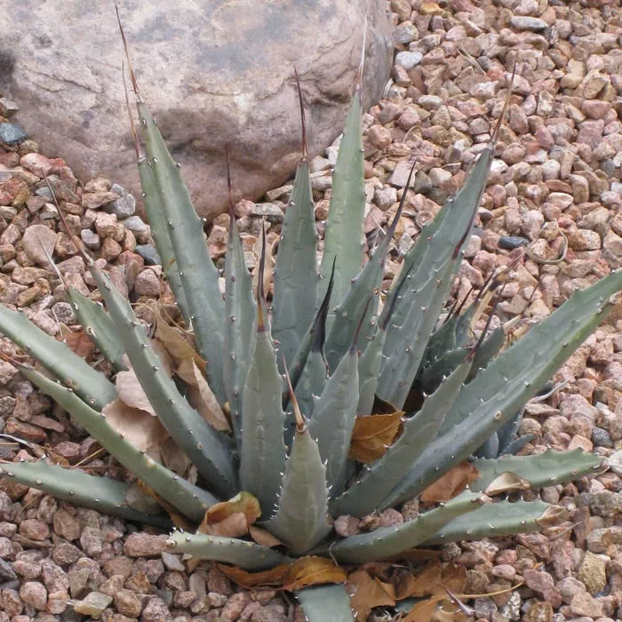 peach-springs-century-plant-agave Peach Springs Century Plant (Agave)