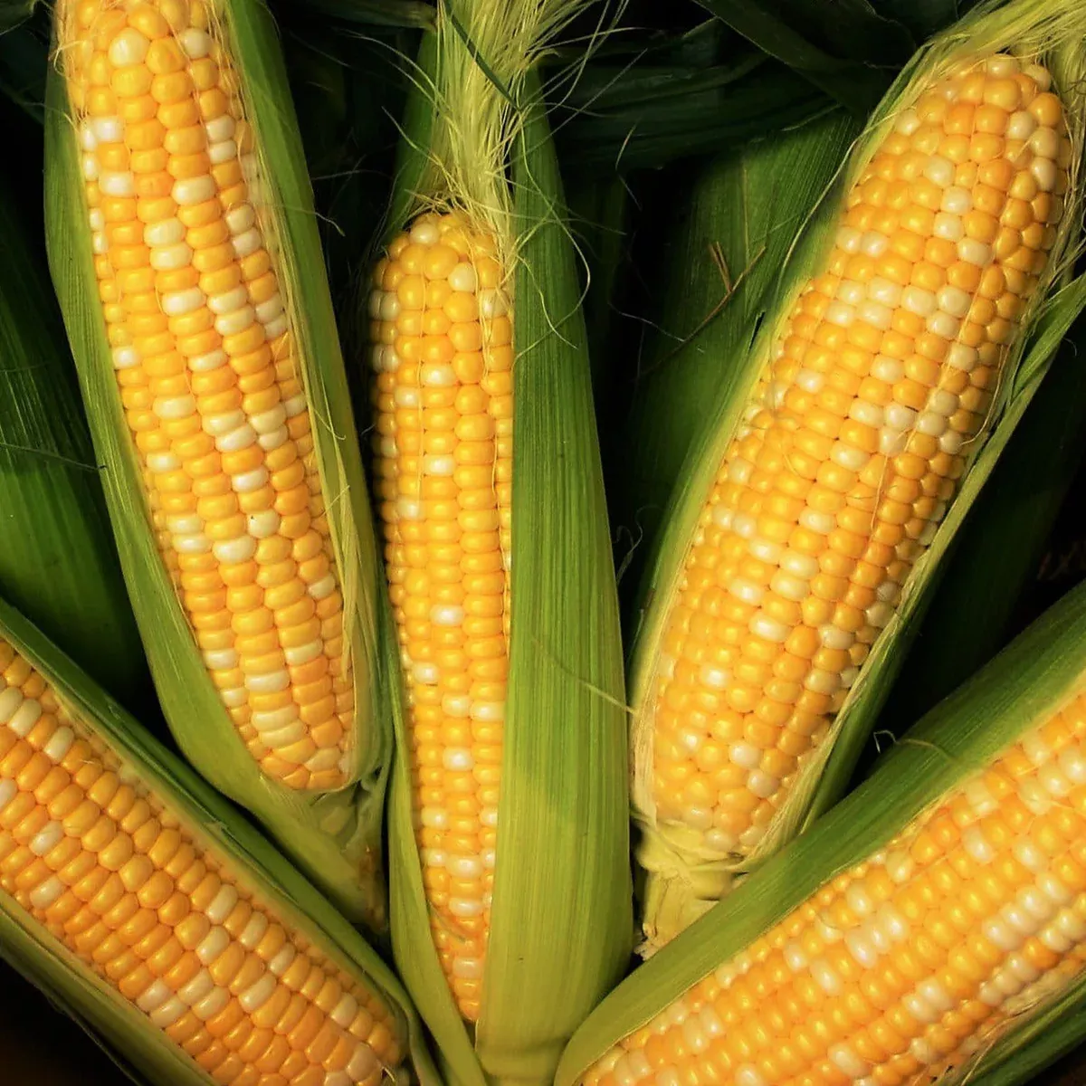 peaches-cream-sweet-corn Peaches and Cream Sweet Corn