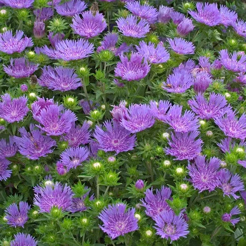 ‘Peachie’s Pick’ Stokes Aster