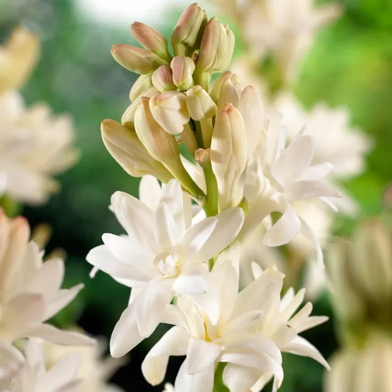 pearl-double-tuberose-polianthes The Pearl Double Tuberose (Polianthes)