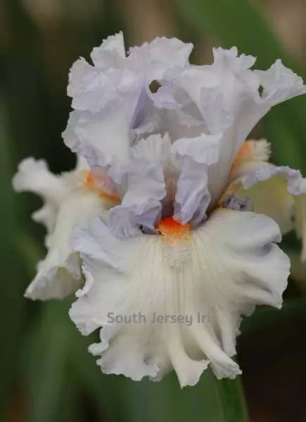 Pearls For Girls- Burseen, 2018