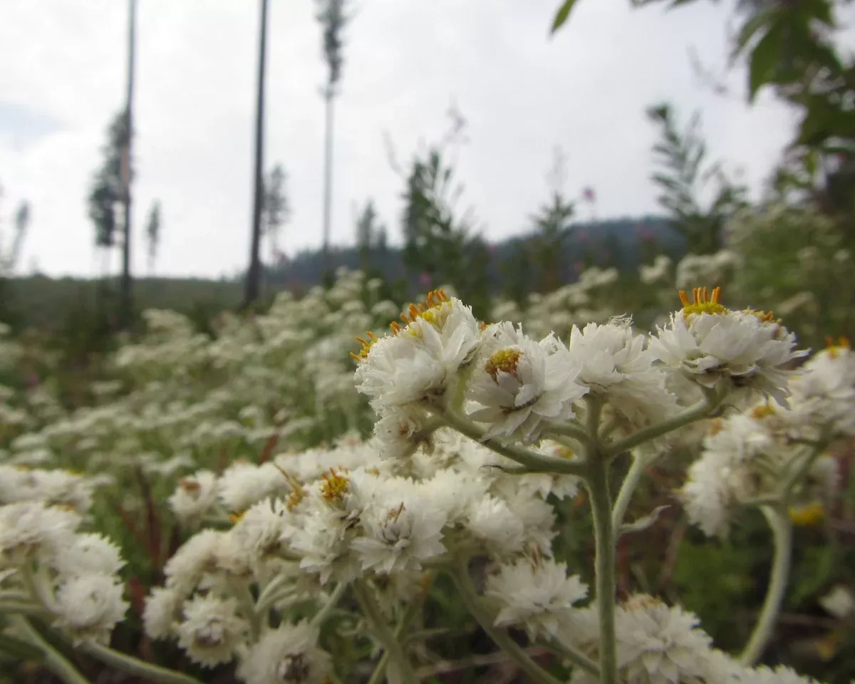 pearly-everlasting-seeds-anaphalis-margaritacea Pearly Everlasting Seeds (Anaphalis margaritacea)