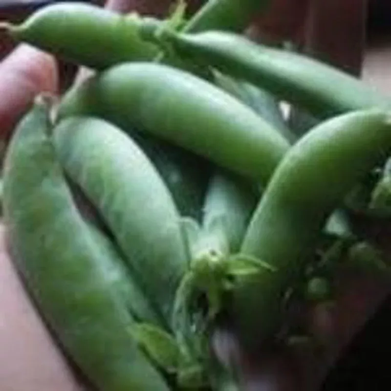 peas-sugar-daddy Peas - Sugar Daddy