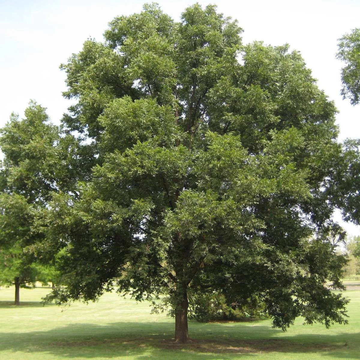 Pecan
