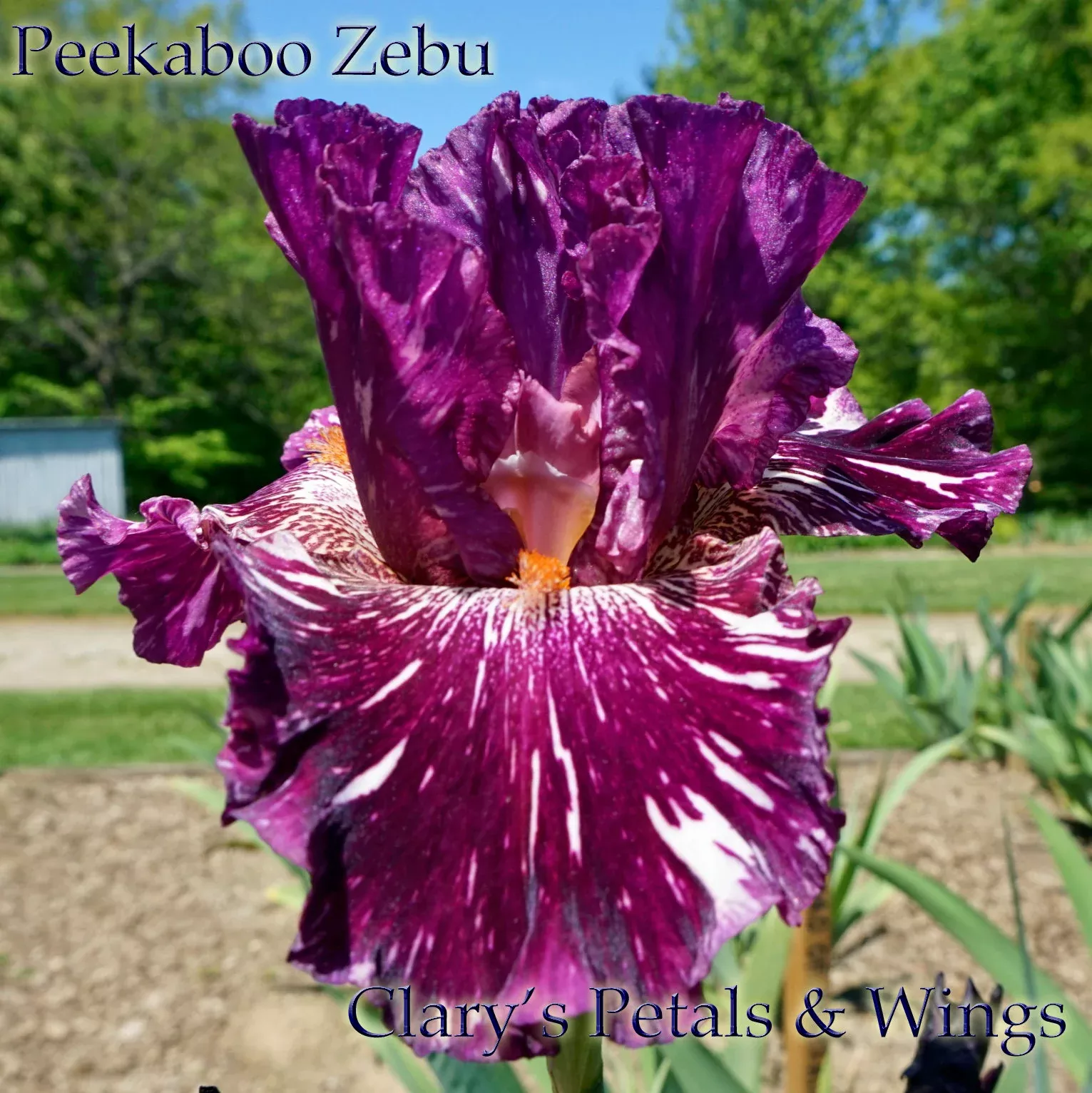 PEEKABOO ZEBU -2005 TB