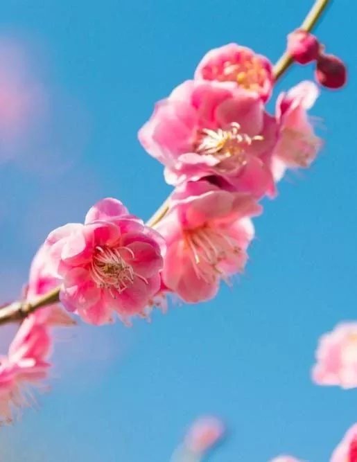 Peggy Clark Flowering Apricot