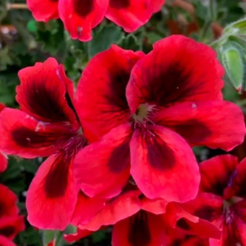 Pelargonium 'Jack of Hearts'