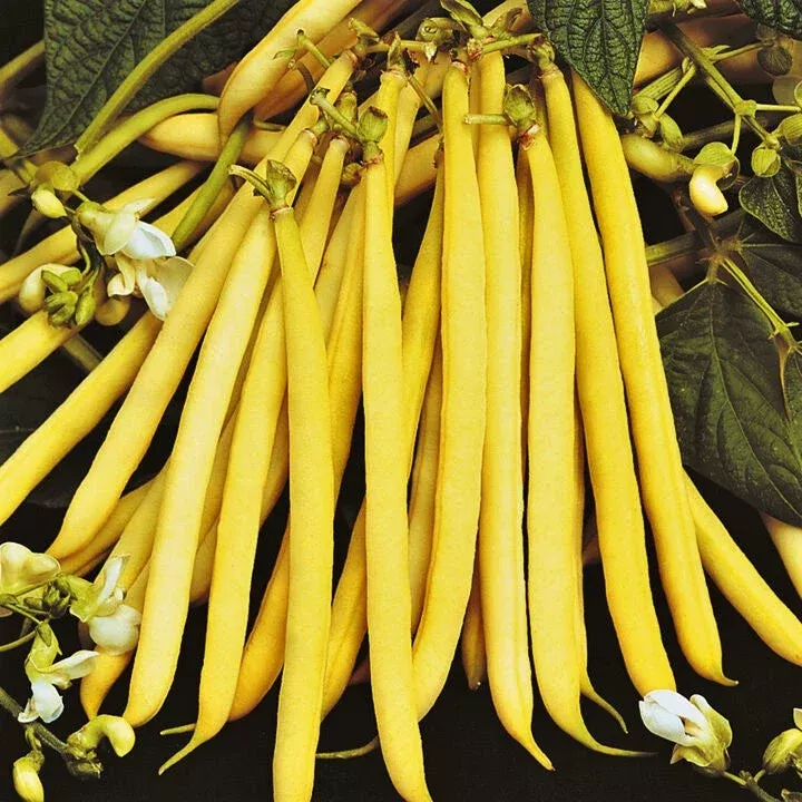 pencil-pod-yellow-wax-bean Pencil Pod Yellow Wax Bean