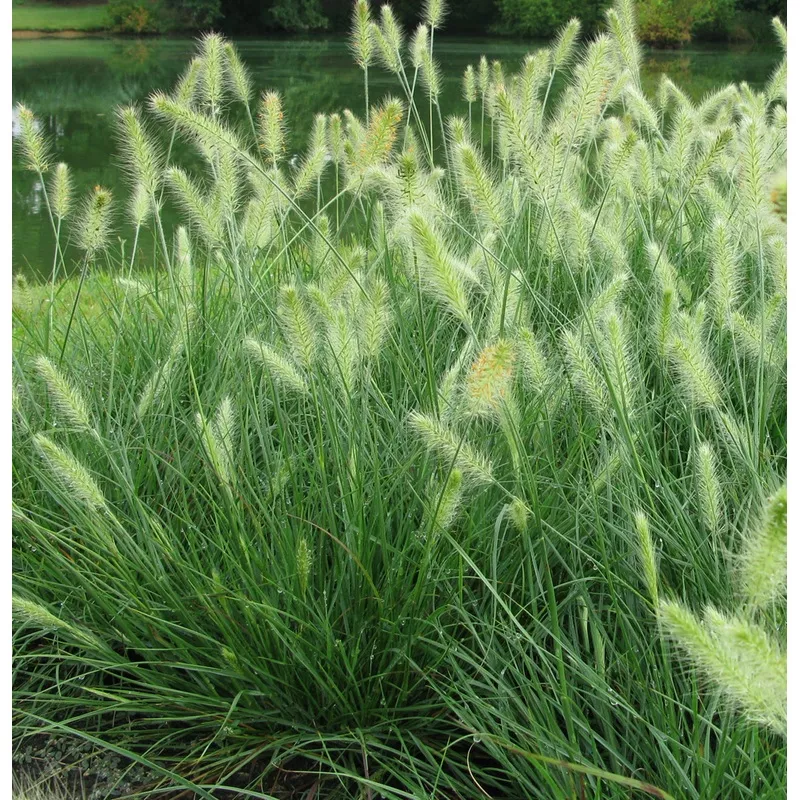 pennisetum-hameln-3 Pennisetum a Hameln #3