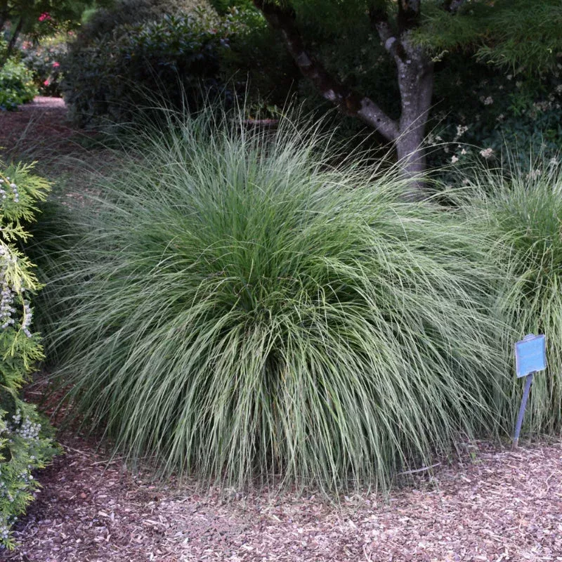 Pennisetum 'Hameln'
