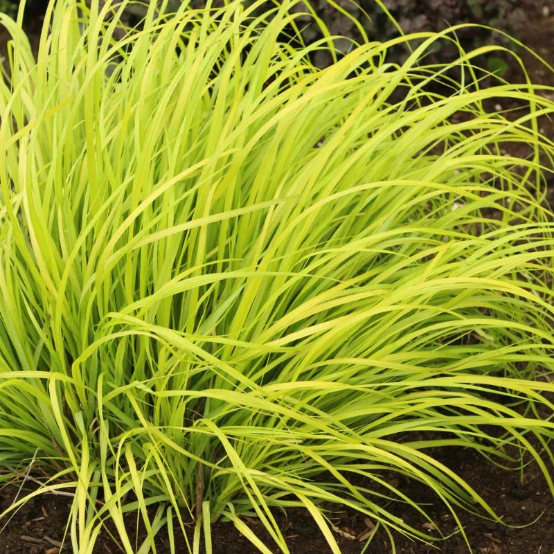 Pennisetum 'Lemon Squeeze'