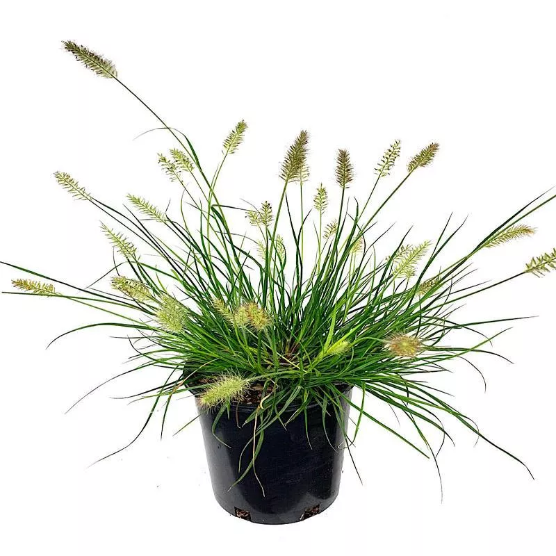 Pennisetum 'Little Bunny'