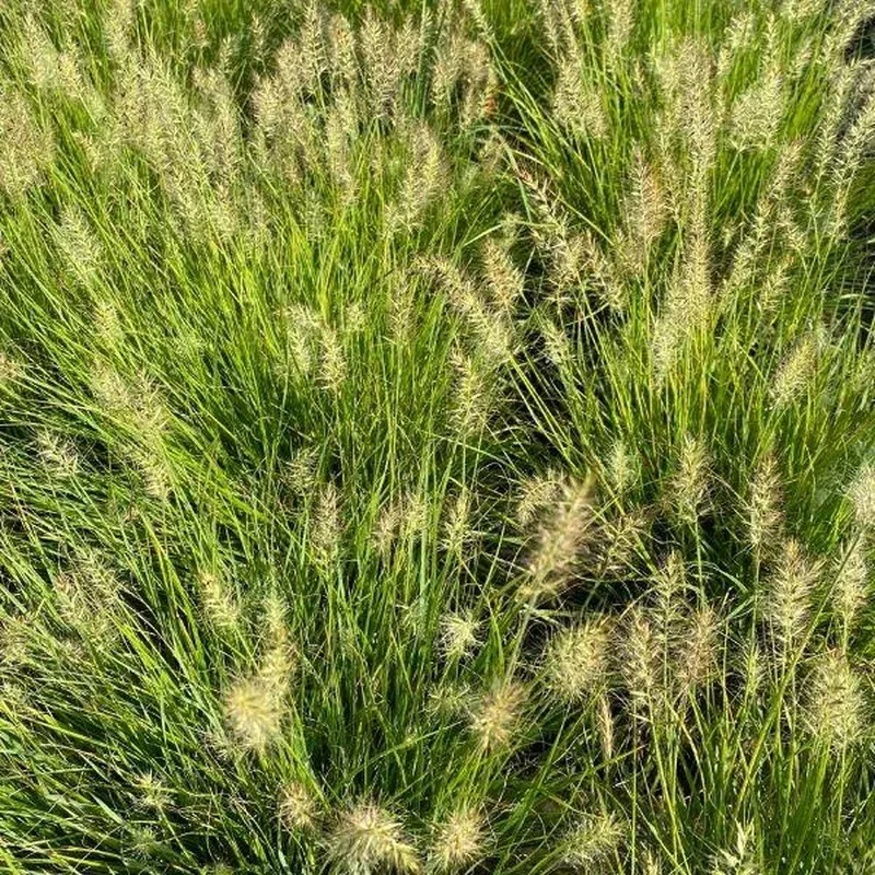 Pennisetum 'Lumen Gold'