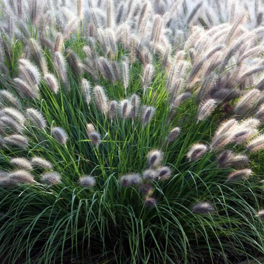Pennisetum 'Moudry'