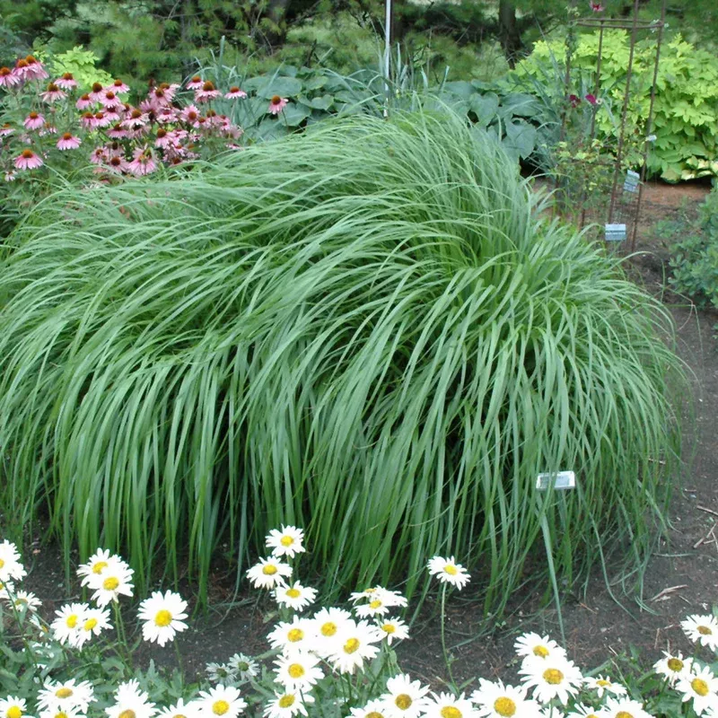 Pennisetum 'Red Head'