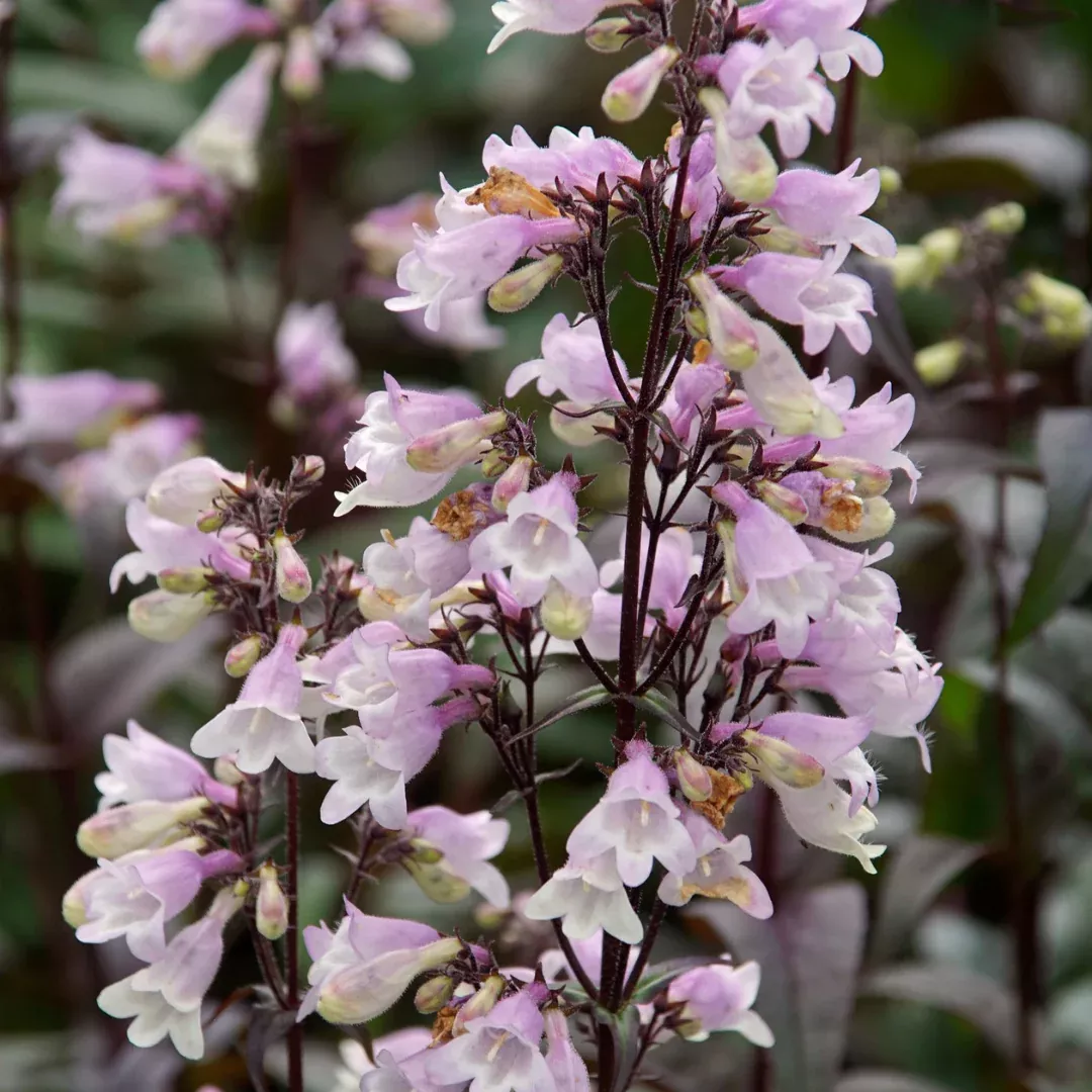 penstemon-blackbeard Penstemon Blackbeard