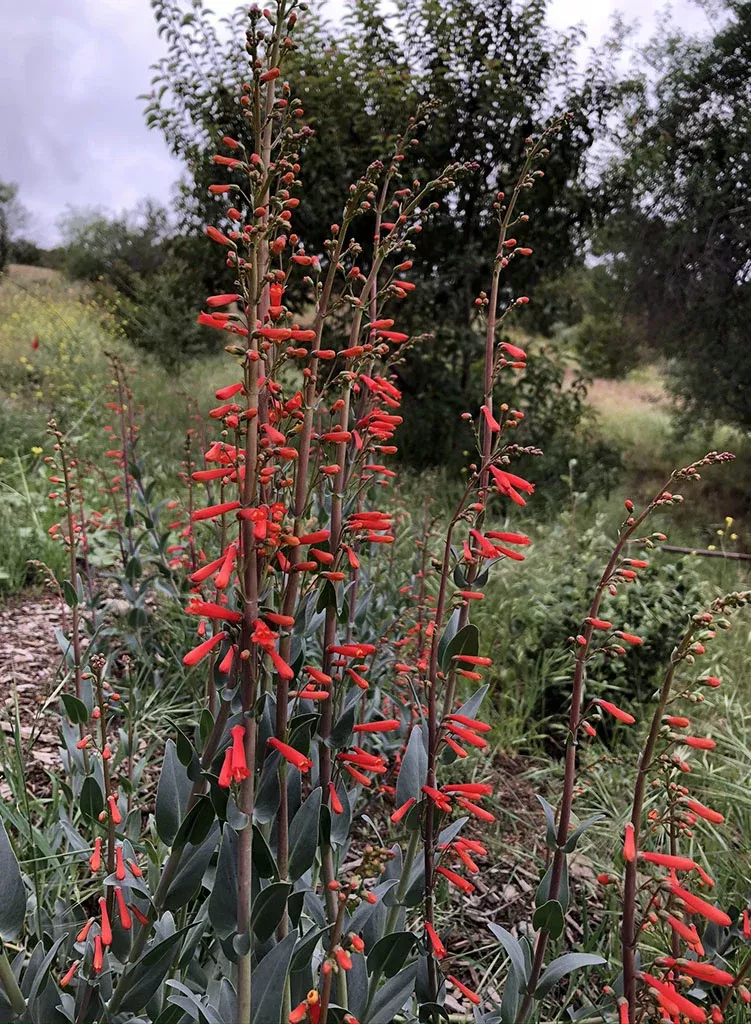 penstemon-centranthifolius-scarlet-bugler-seed Penstemon centranthifolius - Scarlet Bugler (Seed)