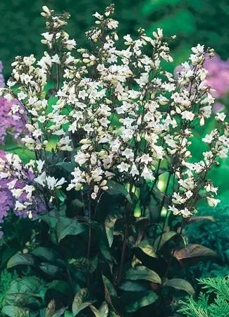 Penstemon d. 'Husker Red' (25) BR Plants