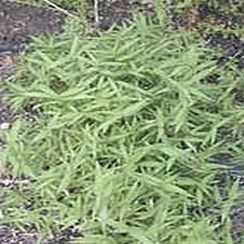 penstemon-dark-towers Penstemon 'Dark Towers'