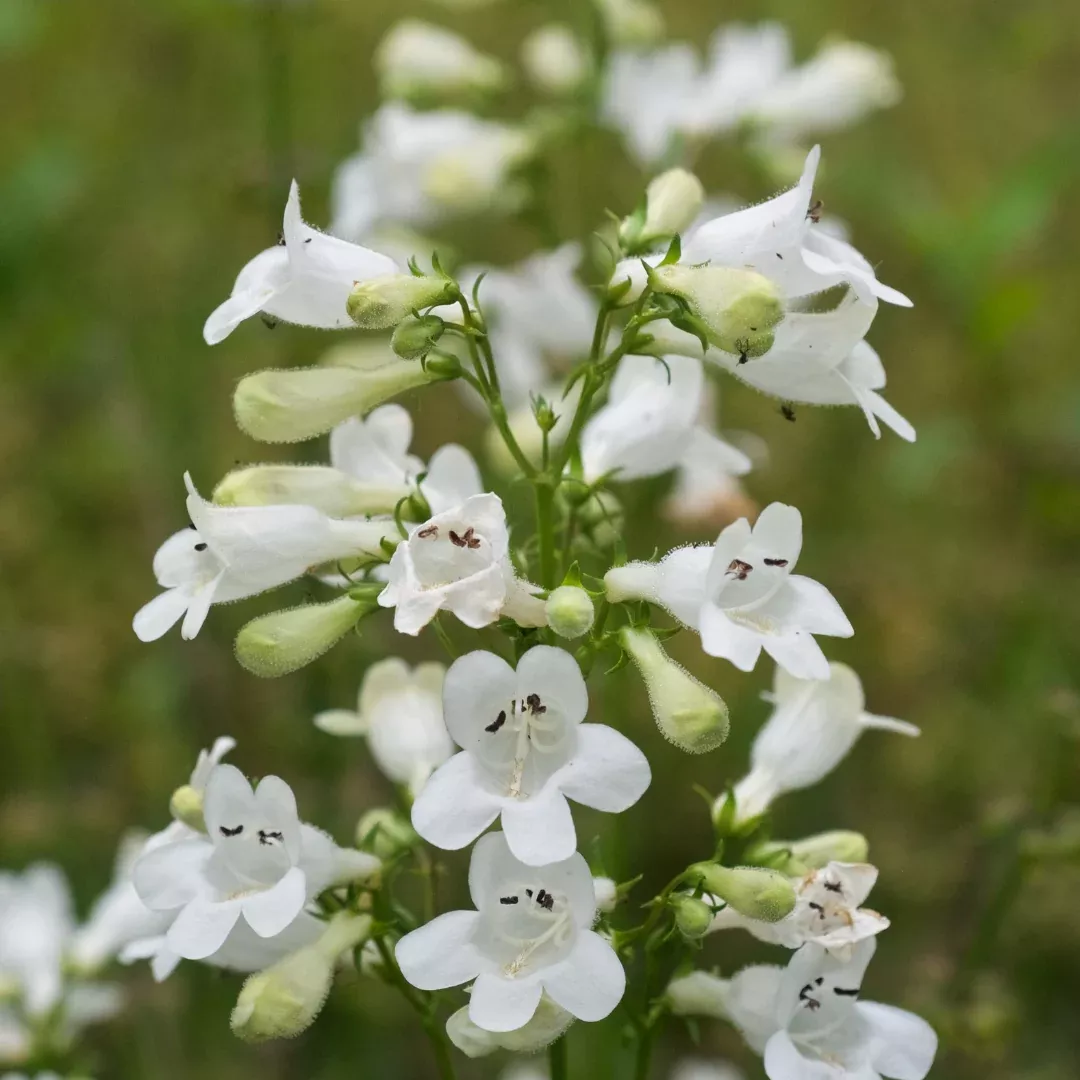 penstemon-digitalis Penstemon digitalis