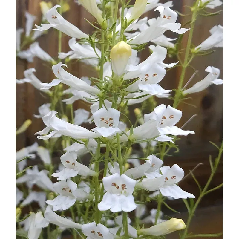 penstemon-heterophyllus-gmr-white Penstemon heterophyllus – GMR White